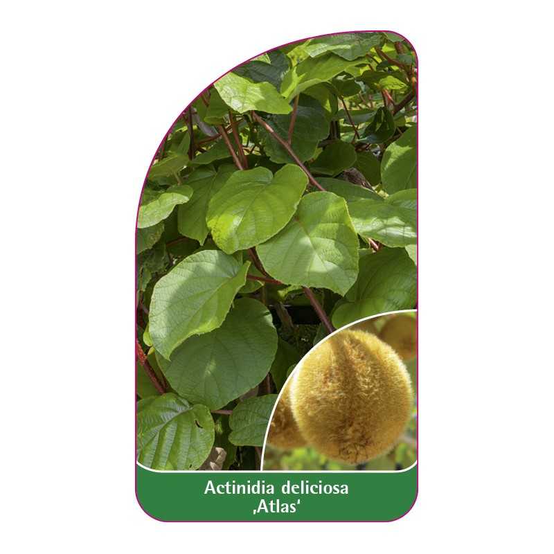 actinidia-deliciosa-atlas-1