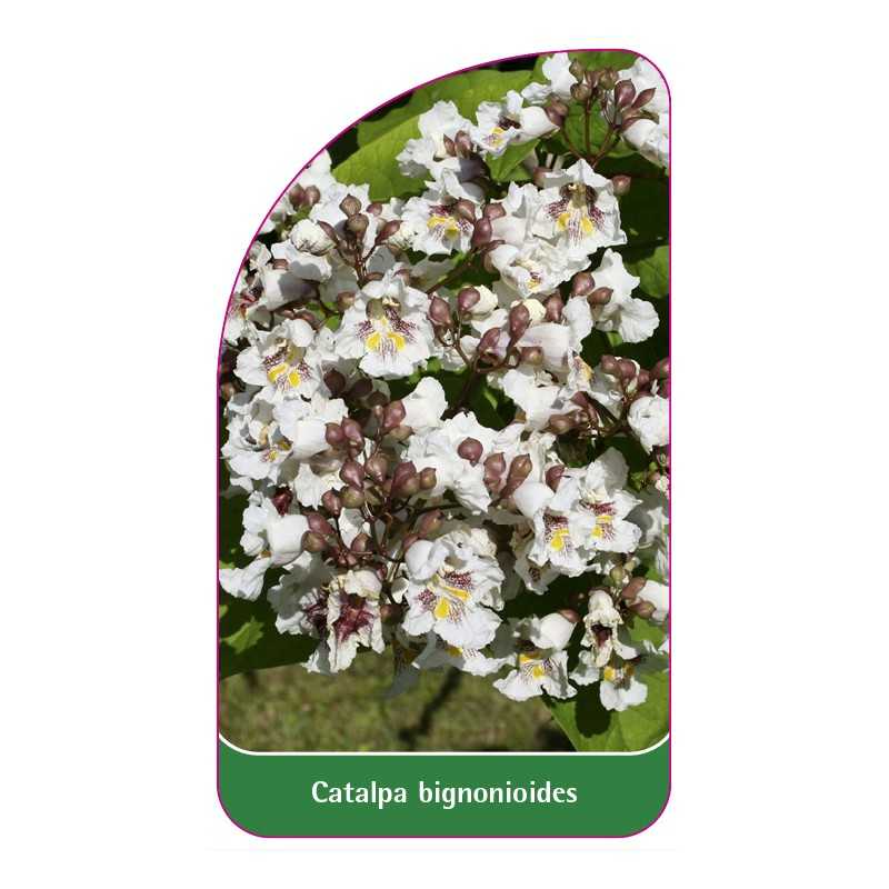 catalpa-bignonioides-a1