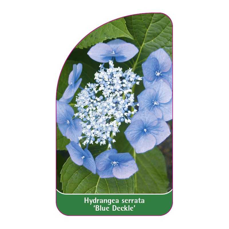 hydrangea-serrata-blue-deckle-b1