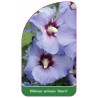 hibiscus-syriacus-azurri-1