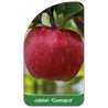 jablon-camspur-1