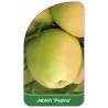 jablon-pepina-1