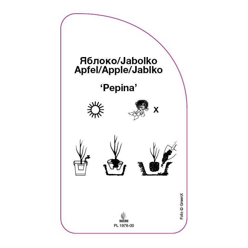 jablon-pepina-0