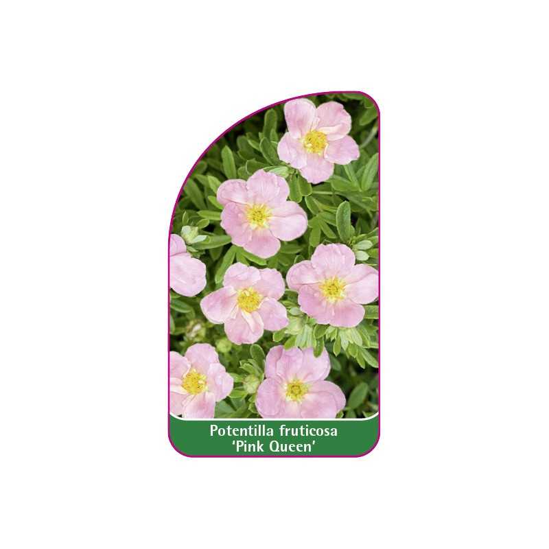 potentilla-fruticosa-pink-queen-mini1