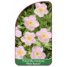 potentilla-fruticosa-pink-queen-mini1