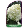 hydrangea-paniculata-grandiflora-mini1