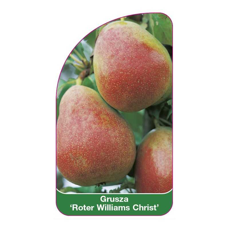 grusza-roter-williams-christ-1