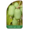 actinidia-arguta-jumbo-1