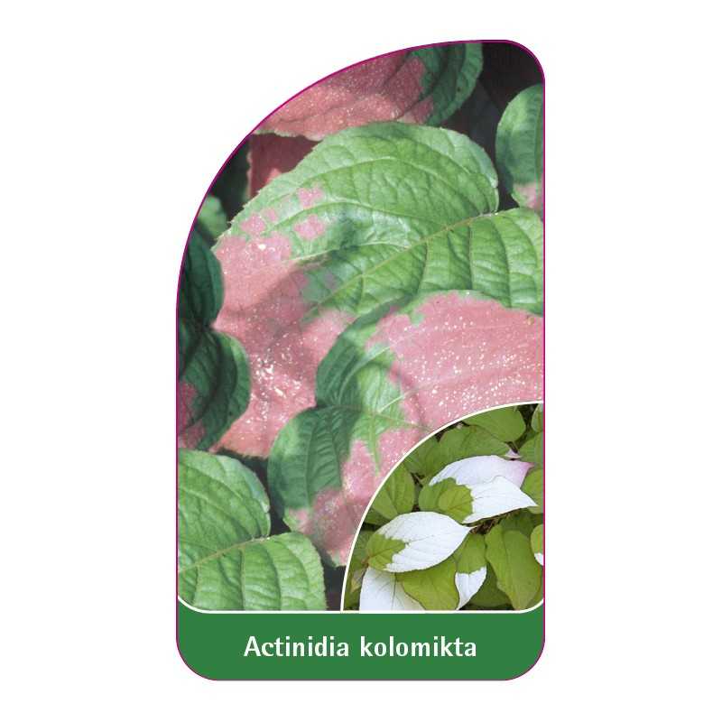 actinidia-kolomikta1