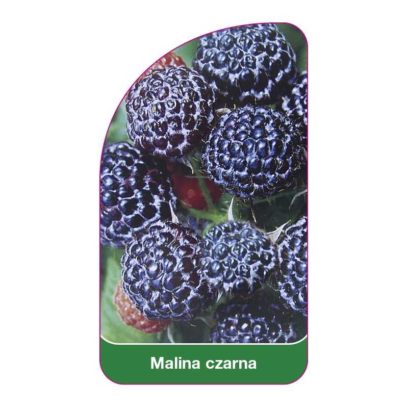 malina-czarna-b1