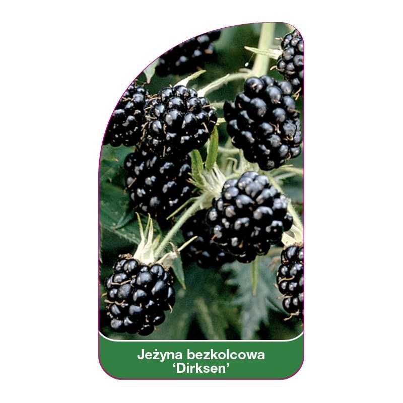 jezyna-bezkolcowa-dirksen-1