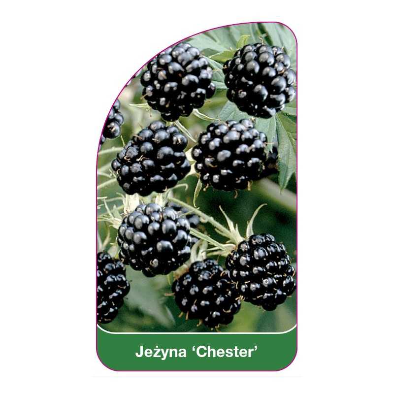 jezyna-chester-1