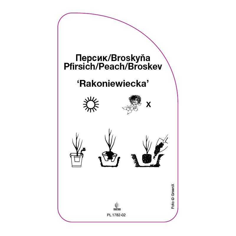 brzoskwinia-rakoniewiecka-a0