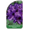 rhododendron-rasputin-c1