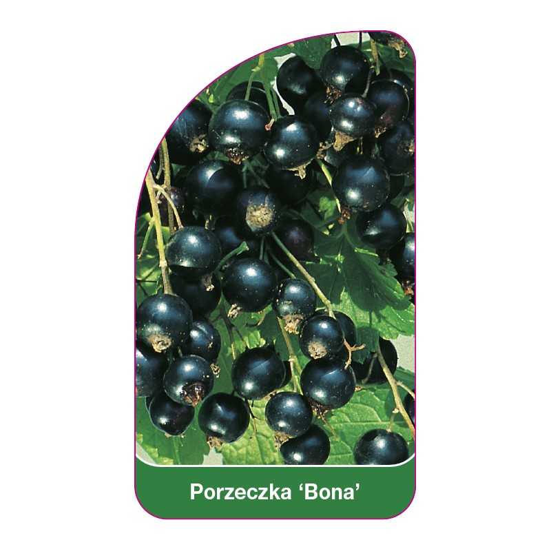 porzeczka-bona-1