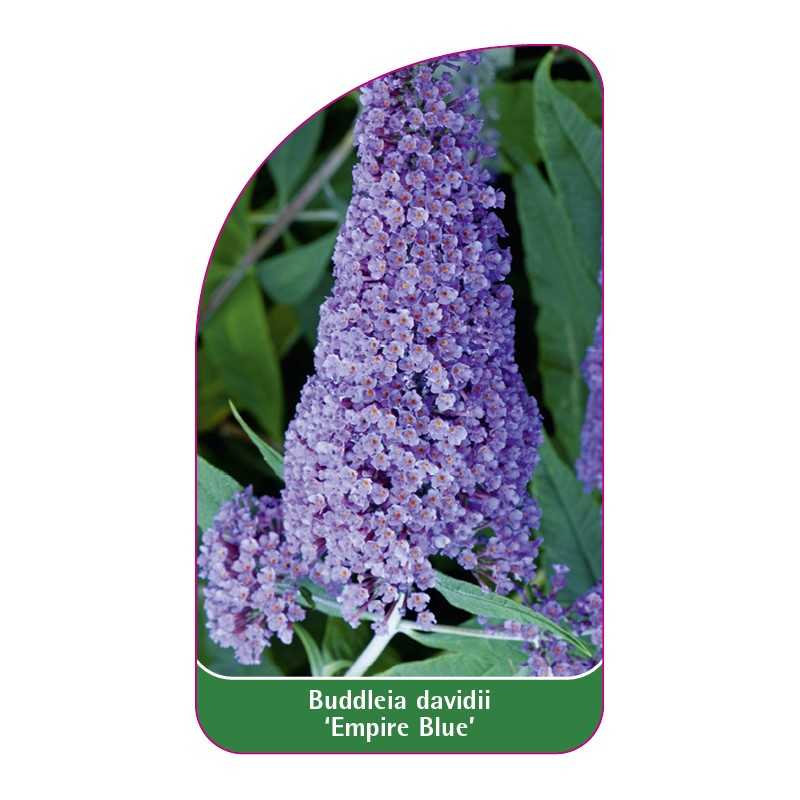 buddleia-davidii-empire-blue-b1