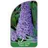 buddleia-davidii-empire-blue-b1