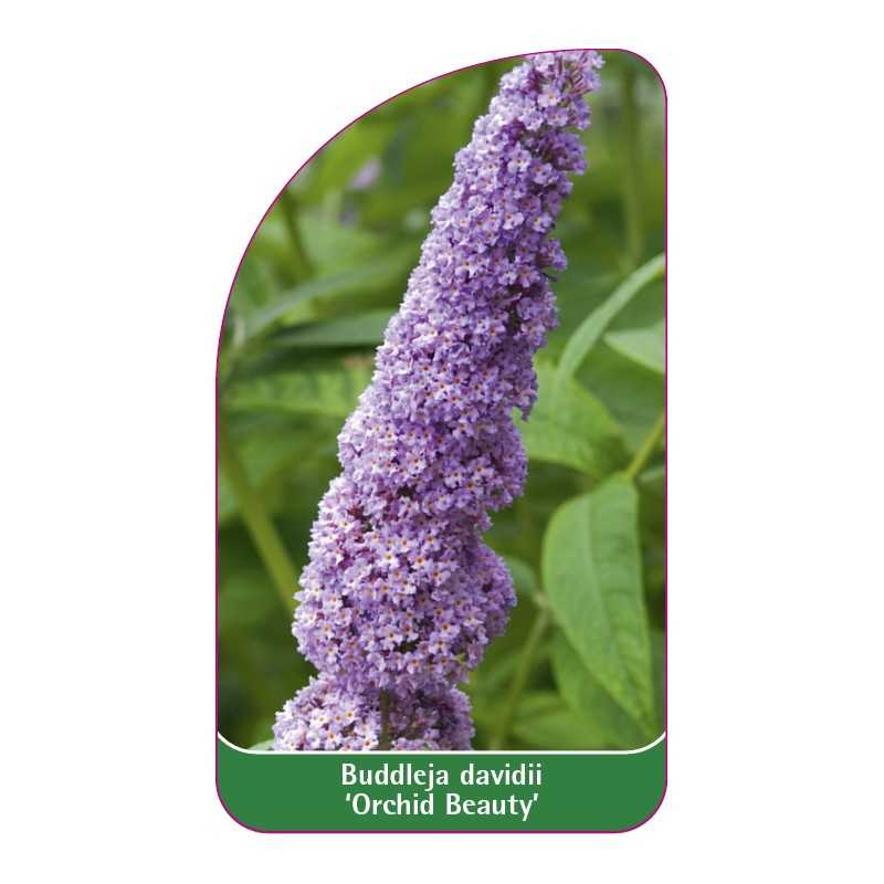 buddleia-davidii-orchid-beauty-1