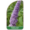 buddleia-davidii-orchid-beauty-1