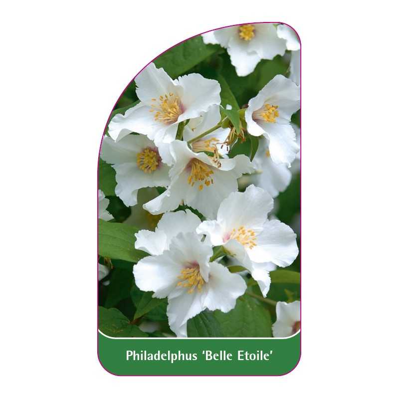 philadelphus-belle-etoile-1