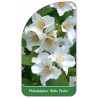 philadelphus-belle-etoile-1