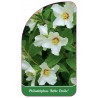 philadelphus-belle-etoile-b1