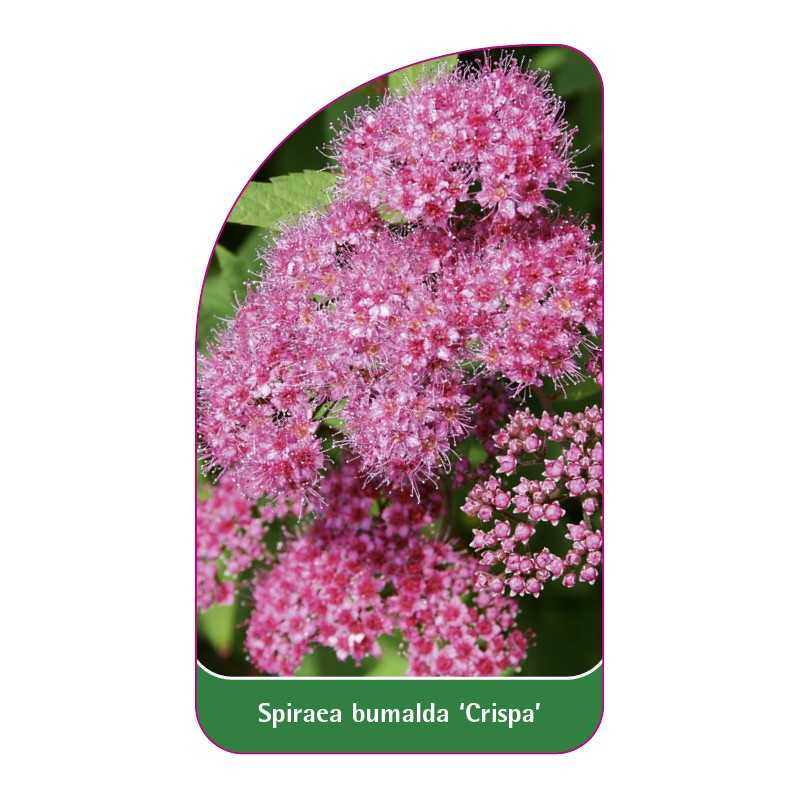 spiraea-bumalda-crispa-a1