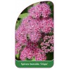 spiraea-bumalda-crispa-a1