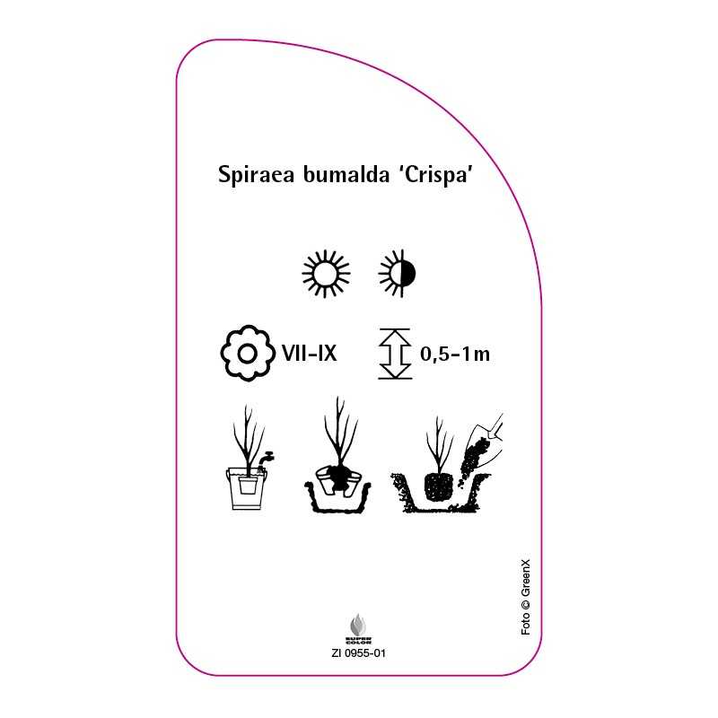 spiraea-bumalda-crispa-a0