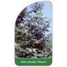 abies-pinsapo-glauca-b1