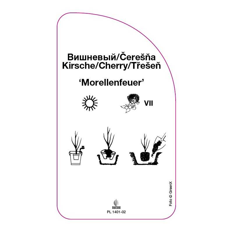 wisnia-morellenfeuer-0