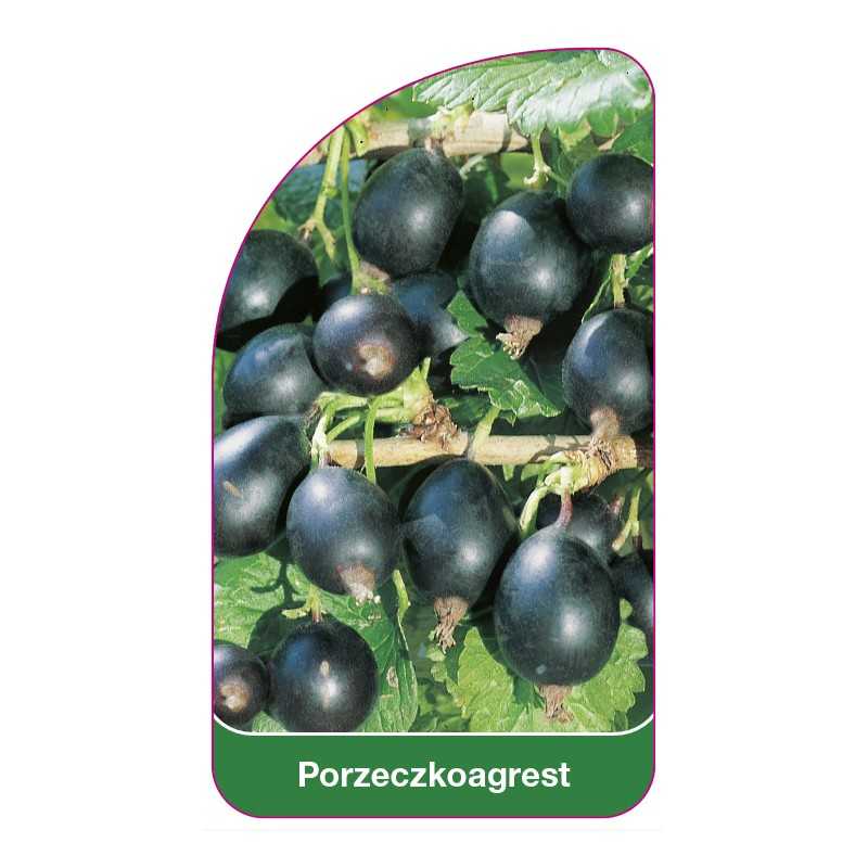 porzeczkoagrest1