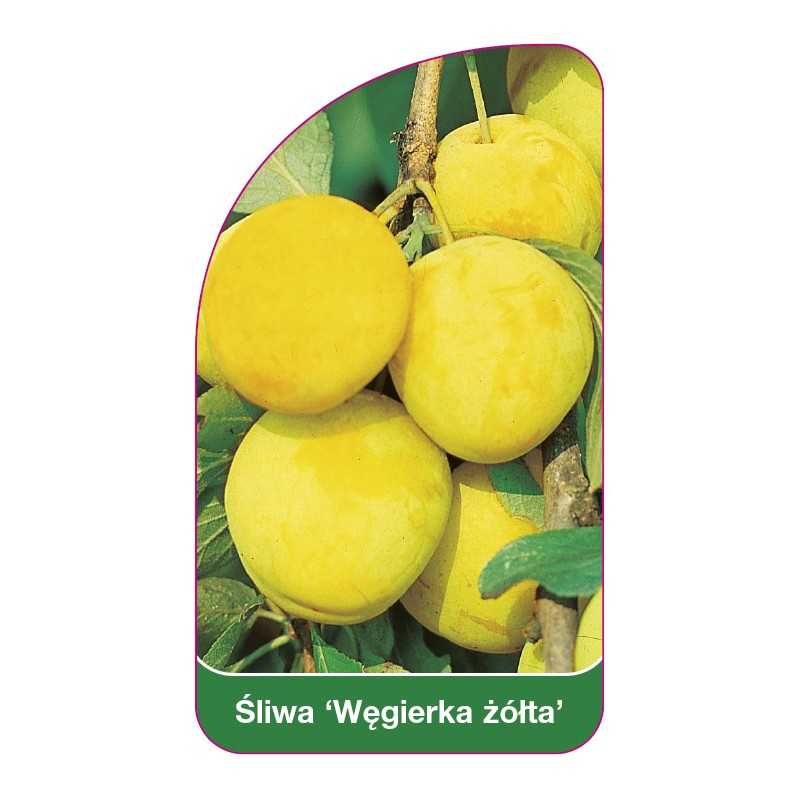 sliwa-wegierka-zolta-1