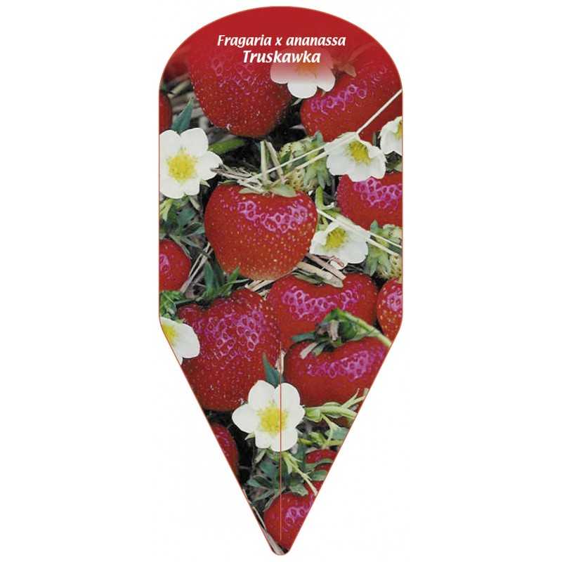 fragaria-x-ananassa-truskawka-11