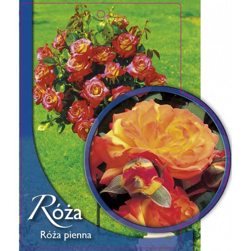 -roza-pienna-50-a1