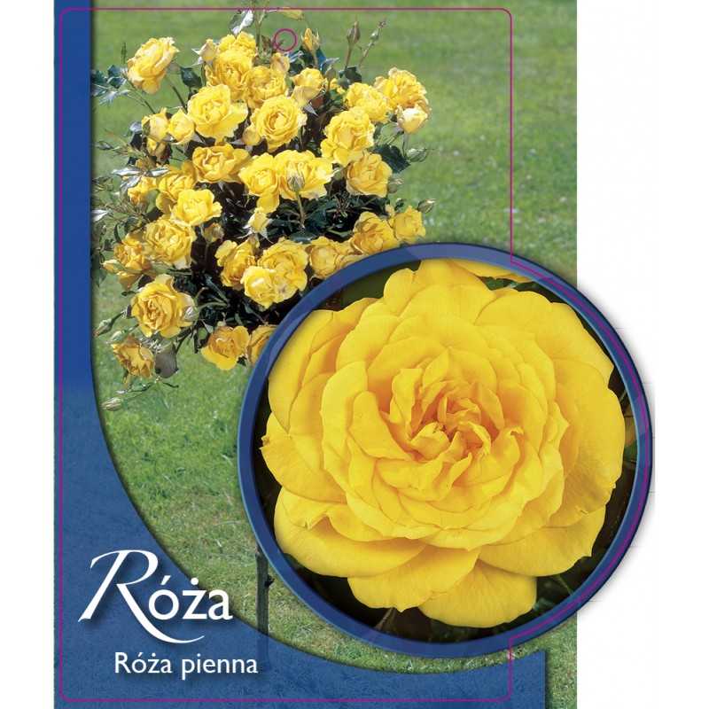 -roza-pienna-51-a1