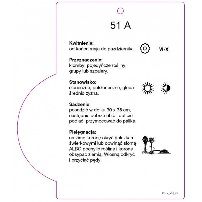 -roza-pienna-51-a0