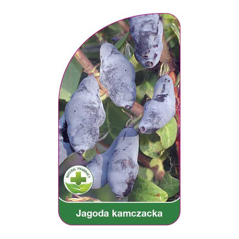 jagoda-kamczacka1