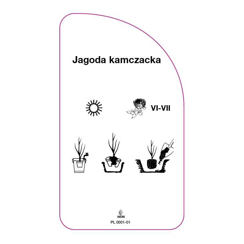 jagoda-kamczacka0