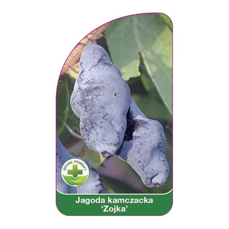 jagoda-kamczacka-zojka-1