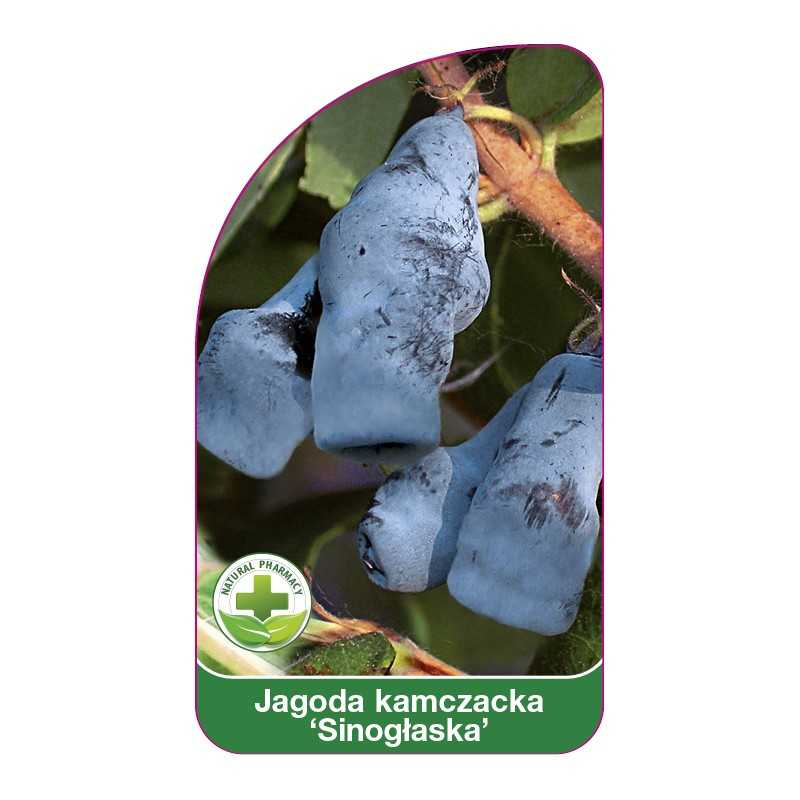 jagoda-kamczacka-sinoglaska-1