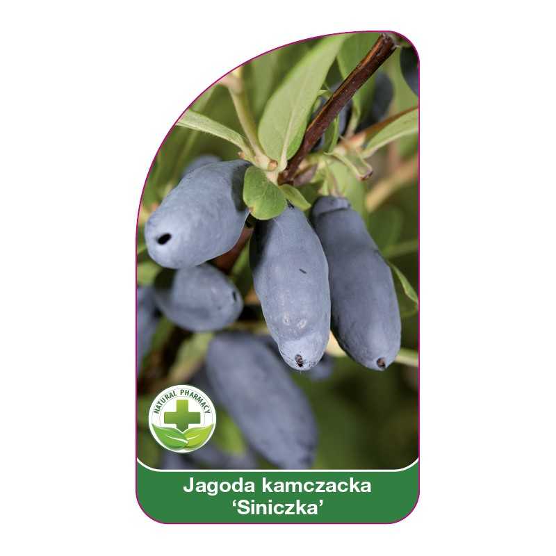 jagoda-kamczacka-siniczka-1