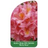 azalea-berry-rose-1