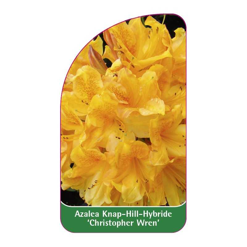 azalea-christopher-wren-1