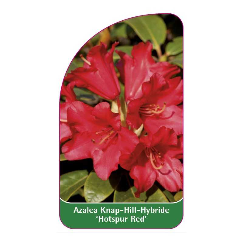 azalea-hotspur-red-1