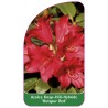 azalea-hotspur-red-1