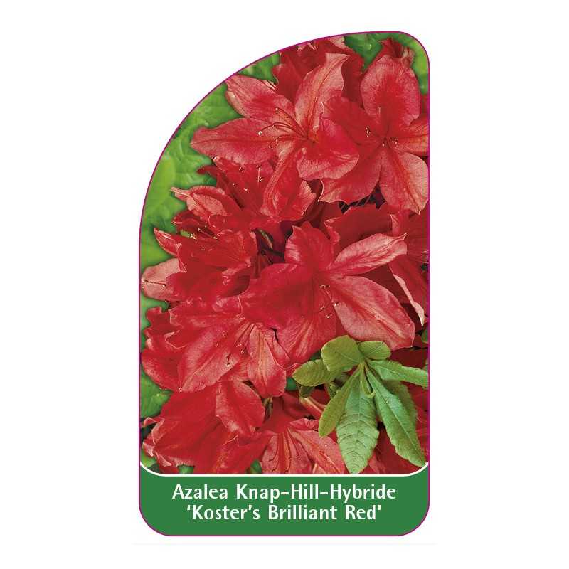 azalea-koster-s-brilliant-red-1