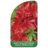 azalea-koster-s-brilliant-red-1