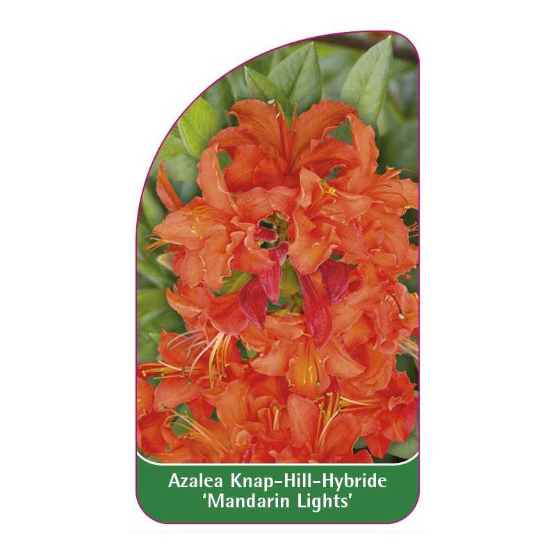 azalea-mandarin-lights-b1