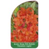 azalea-mandarin-lights-b1